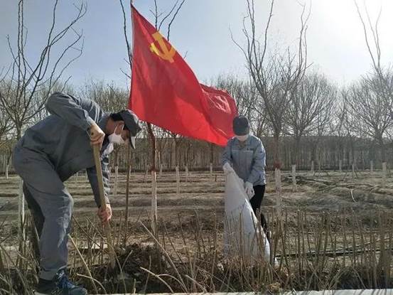 巴州金富清除杂草（牟芳芳  摄）